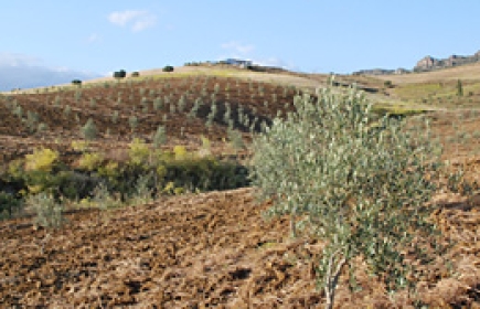 Olivenhain auf der Finca Adelfa